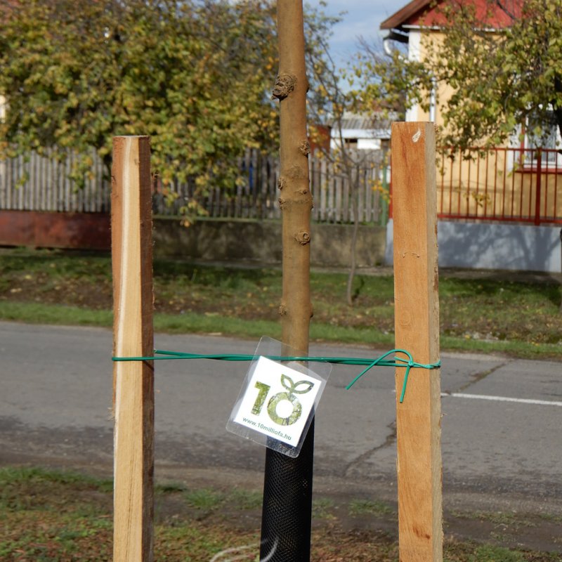 Közösségi faültetés Berettyóújfaluban 79